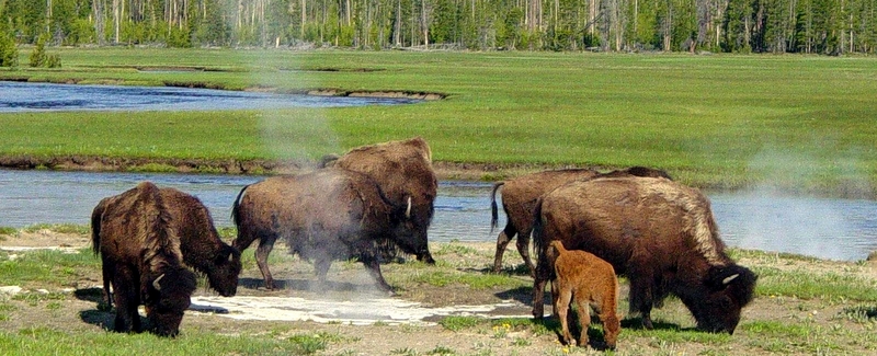 Bison near a hot spring in Yellowstone National Park