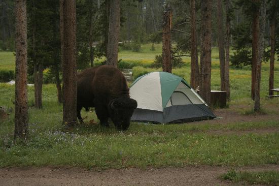 camping with a bison in Yellowstone National Park